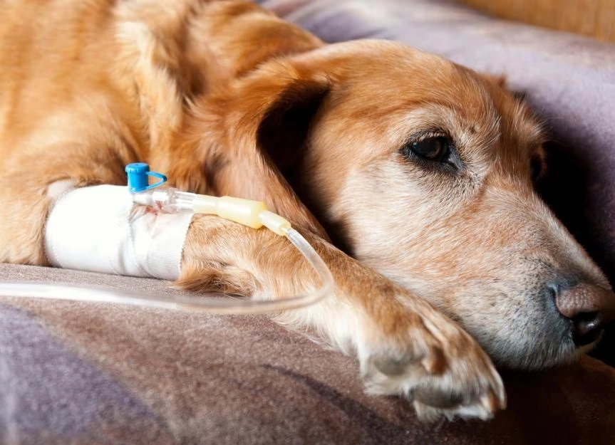 Understanding Subcutaneous Fluid Therapy