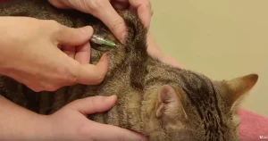 what is subcutaneous fluid therapy