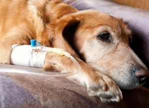 Understanding Subcutaneous Fluid Therapy